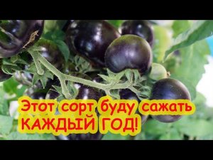 ПРОБУЮ НА ВКУС ГНОМОВ. Вкусные томаты гномы 2023 года. Теперь буду их сажать всегда!