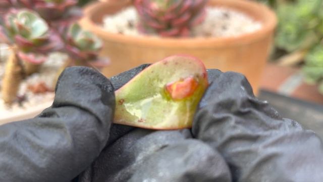 Echeveria Raindrops смотреть онлайн