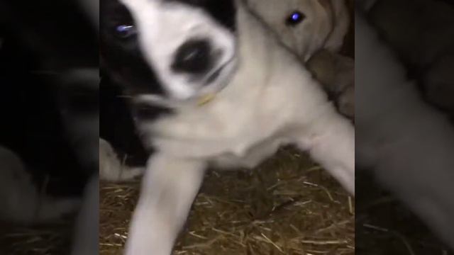 Какими бывают забавными щенки алабай. смотреть онлайн