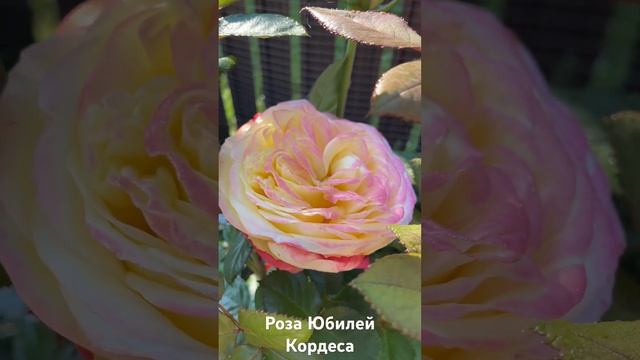 Роза Юбилей Кордеса/rose Kordes' Jubilee/ Кордес Джубили #розарий #розы #сад #roses #цветы