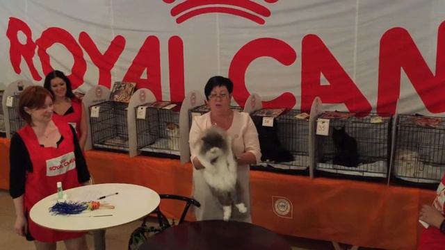 Хайленд страйт (Шотландская прямоухая длинношерстная). Выставка кошек 12-13.09.2015. смотреть онлайн