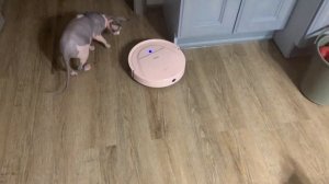 КОТИКИ и РОБОТ ПЫЛЕСОС ?