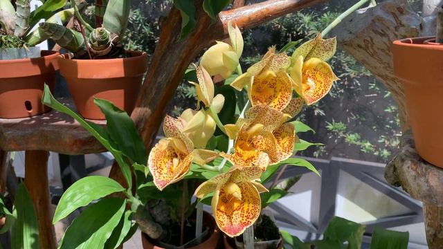 Catasetum schmidtianum Ctsm. Susan Fuchs  Ctsm expansum Ctsm. Hat Trick Ctsm. Alexis Pardo.
