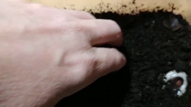 Кивсячок линяет. Линька многоножек. Кладка кивсячков. смотреть онлайн