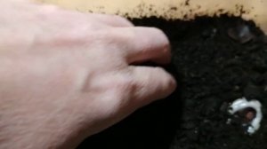 Кивсячок линяет. Линька многоножек. Кладка кивсячков.