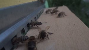 Пчелы вентилируют улей