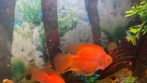 У моих рыбок( сапфировые и белые попугайчики) Нерест!!! Что делать? Надо 4 и 5 аквариум😂🙏❤️