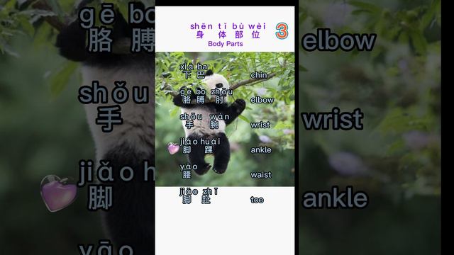 【Body Parts3】#spokenchinese #中文 #basicchinese #chineselistening #chinesepronounciation смотреть онлайн