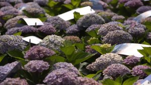 Lodewijk op bezoek bij Magical Hydrangea