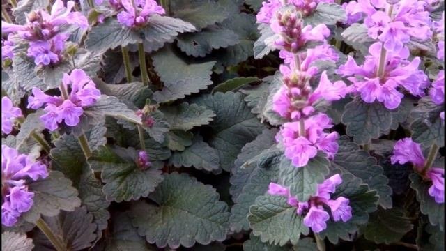 БУКВИЦА КРУПНОЦВЕТКОВАЯ - прекрасное декоративное и лекарственное растение