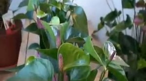 Anthurium