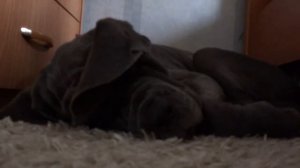 Неаполитанский мастиф . Марго спит . Храпит .