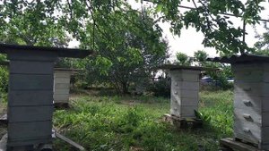 Взяток с гледичии и лоха серебристого в самом разгаре ?