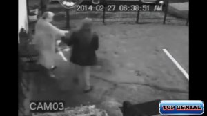 Питбуль против аляскинского маламута