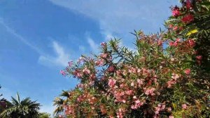 Олеандры на ЖД вокзале Сочи | Жизнь на Юге