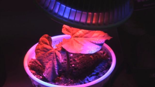 Can This 12watt LED Grow Light Actually Grow A Plant? смотреть онлайн