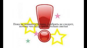 ПРИМУЛА комнатная или ПЕРВОЦВЕТ. Уход в домашних условиях