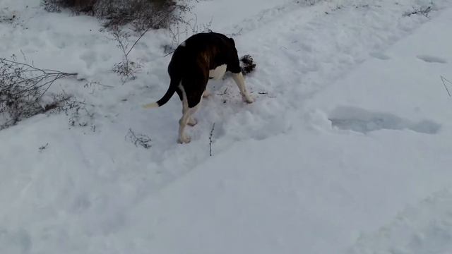 Амстафф 7 месяцев,прогулка на свежем воздухе. смотреть онлайн