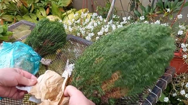 Туя Тедди - моё новое преобретение.