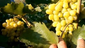 сорт винограда для начинающих плевен августин его вырастит каждый урожай 2015