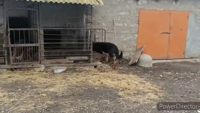 Как сделать укол собаке. ( Немецкие овчарки)