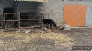 Как сделать укол собаке. ( Немецкие овчарки)