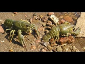 Лучший способ словить РАКОВ! ШОК РЫБАЛКА  | ЛОВЛЯ РАКОВ НА РАКОЛОВКИ | рыбалка 2023