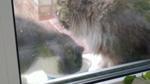 Кошачья трапеза