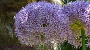 Ornamental onion,giant onion flower.Allium ,díszhagyma virág