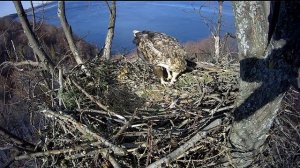 11.04.19 , орлан-белохвост