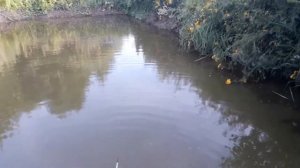Ловлю карпа на перловки на своем пруду. Рыбалка
