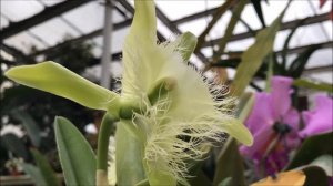 Rhyncholaelia digbyana, bizarre lipped cattleya