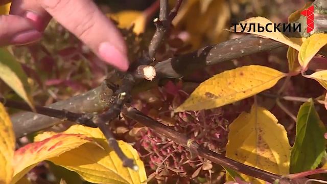 Подготовка гортензий к зиме смотреть онлайн