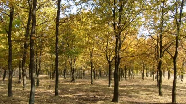 Autumn dream.mpg смотреть онлайн