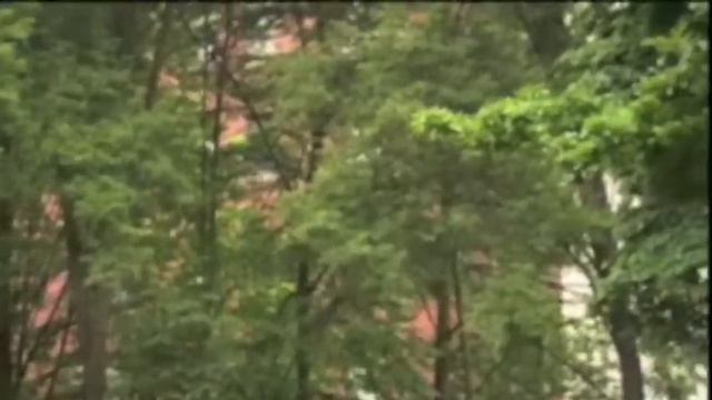 John Marzluff Shows How Crows Will Recognize You смотреть онлайн