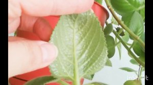 #Жилкование Листа #Жапыратың Жүйкеленуі #leaf #leaf venation