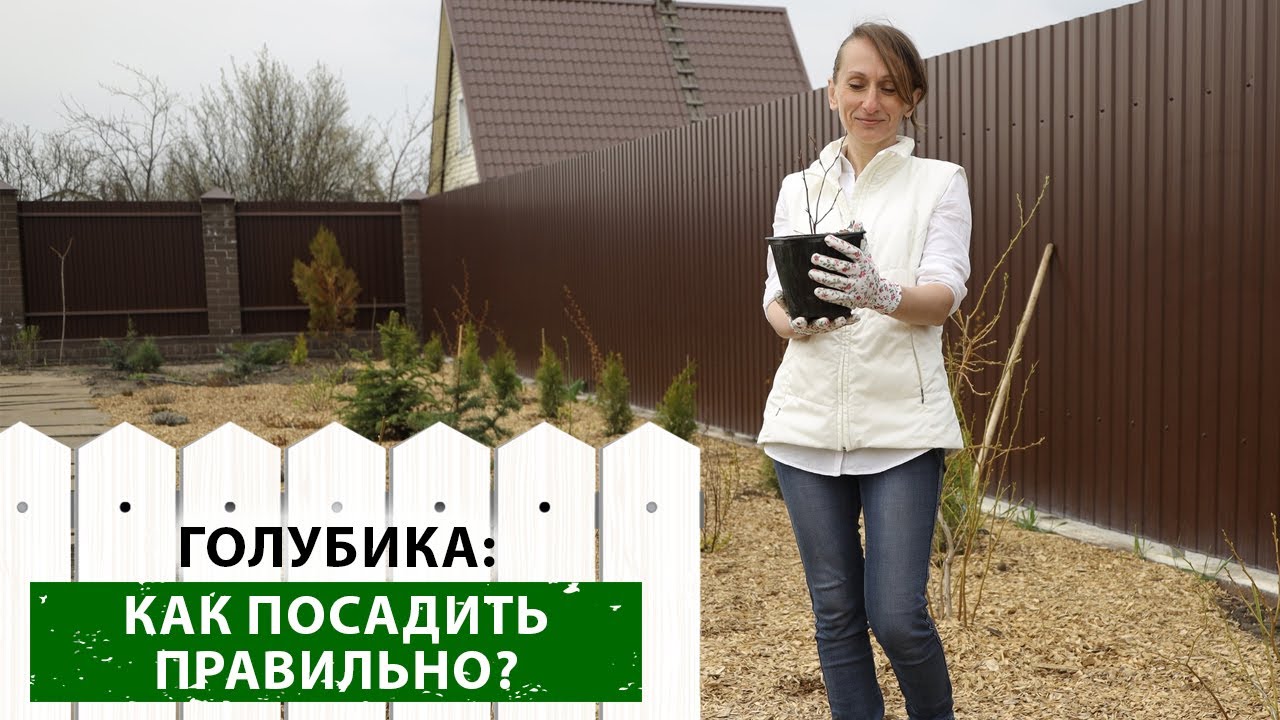 Выбираем саженец голубики ПРАВИЛЬНО