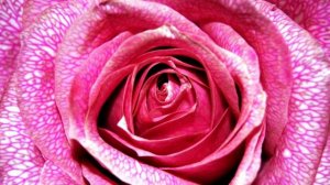 Галерея цветов для Нины к 70-летию