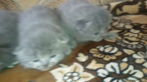 Шотландские котята плачут за мамой