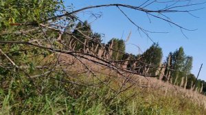 Дронино. Касимовский р-н. Рязанская обл