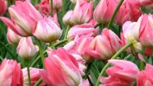 Fantasy  Я буду ждать тебя