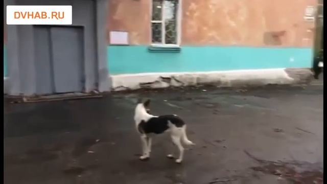 Стаи бродячих собак атаковали Индустриальный район Хабаровска смотреть онлайн