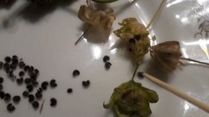 #сад #цветы #мальва #семена / Мальва мускусная . Плодик  - пушистый калачик. Для любознательных