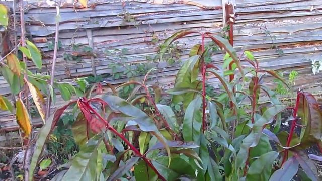 ПЕРСИК. Результат посадки персика. смотреть онлайн