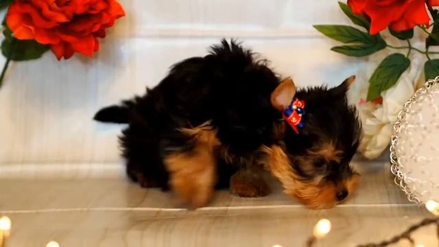 Продажа йорков / Продажа щенков йоркширского терьера / Щенок йорка смотреть онлайн