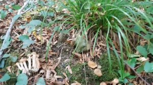 ГРИБЫ по 20.000 РУБЛЕЙ | ЧЕРНЫЕ ЛИСИЧКИ В СОЧИ