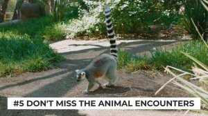 10 MUST KNOW San Diego Zoo Safari Park Tips (From Annual-Passholders)