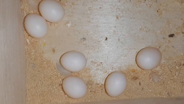 Кладка яиц у пары волнистых попугаев. Оплодотворит ли яйца самец без когтей на лапах?... смотреть онлайн