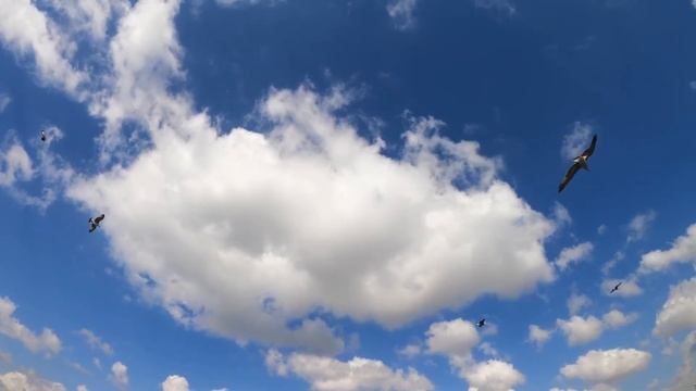 Береги свою речь. Смысл и законы достойной речи. Урок 60