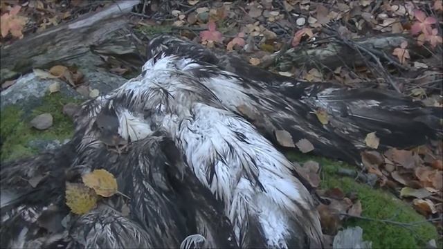 орлан белохвост смотреть онлайн